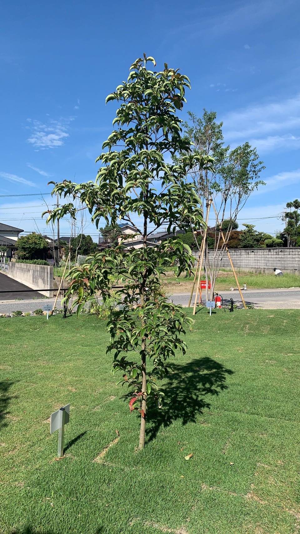 常緑ヤマボウシ（大型サイズ）インテリア用 常緑ヤマボウシ（大型サイズ）インテリア用 常緑ヤマボウシ（大型